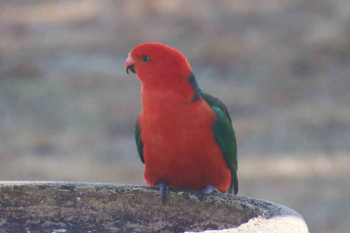 Australian King-Parrot - ML639970490