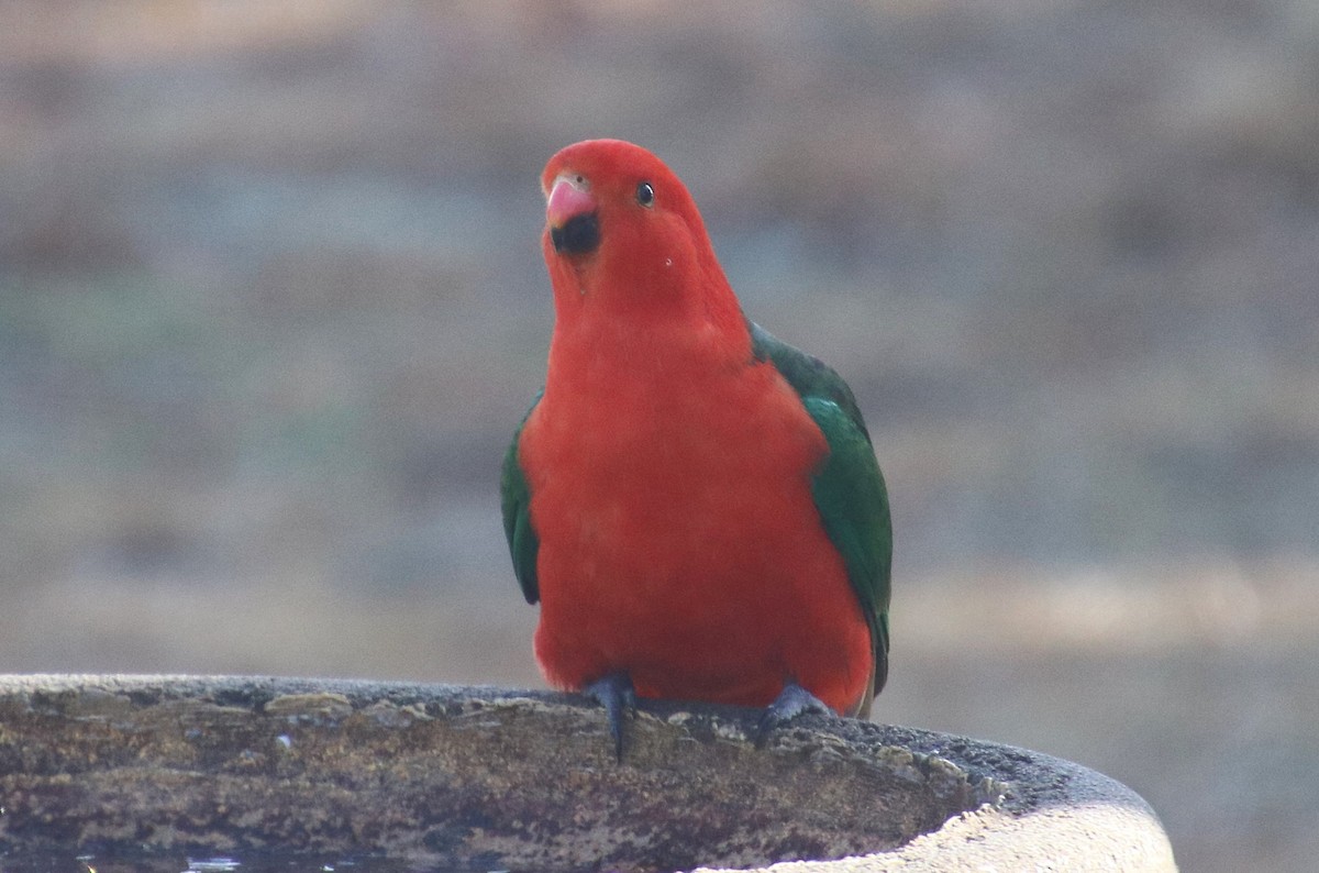 Australian King-Parrot - ML639970491