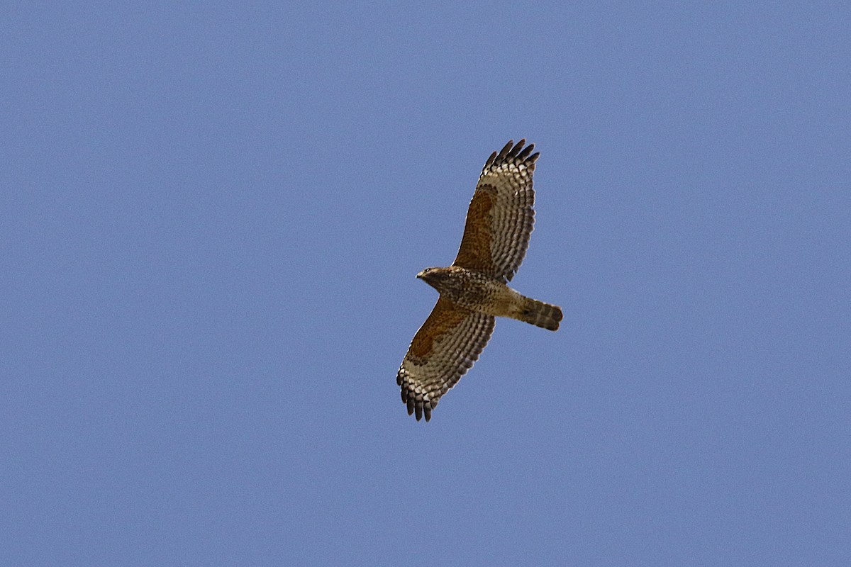 Red-shouldered Hawk - ML639970618