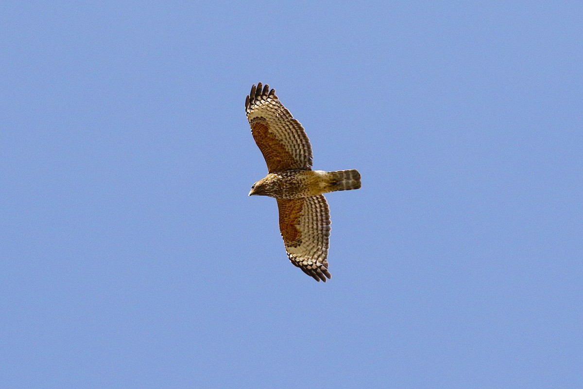 Red-shouldered Hawk - ML639970619