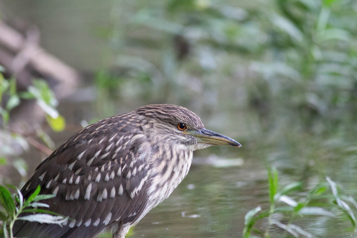 Black-crowned Night Heron - ML639970635