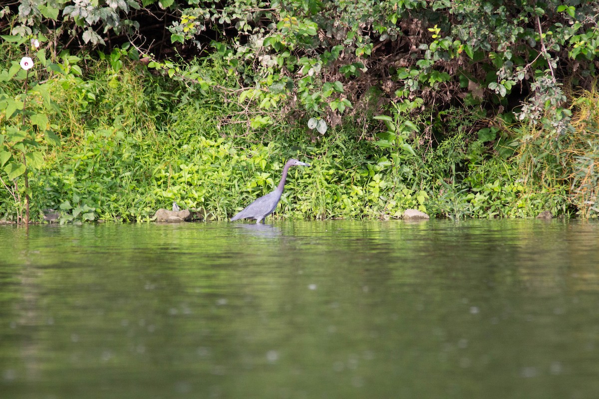Little Blue Heron - ML639970642