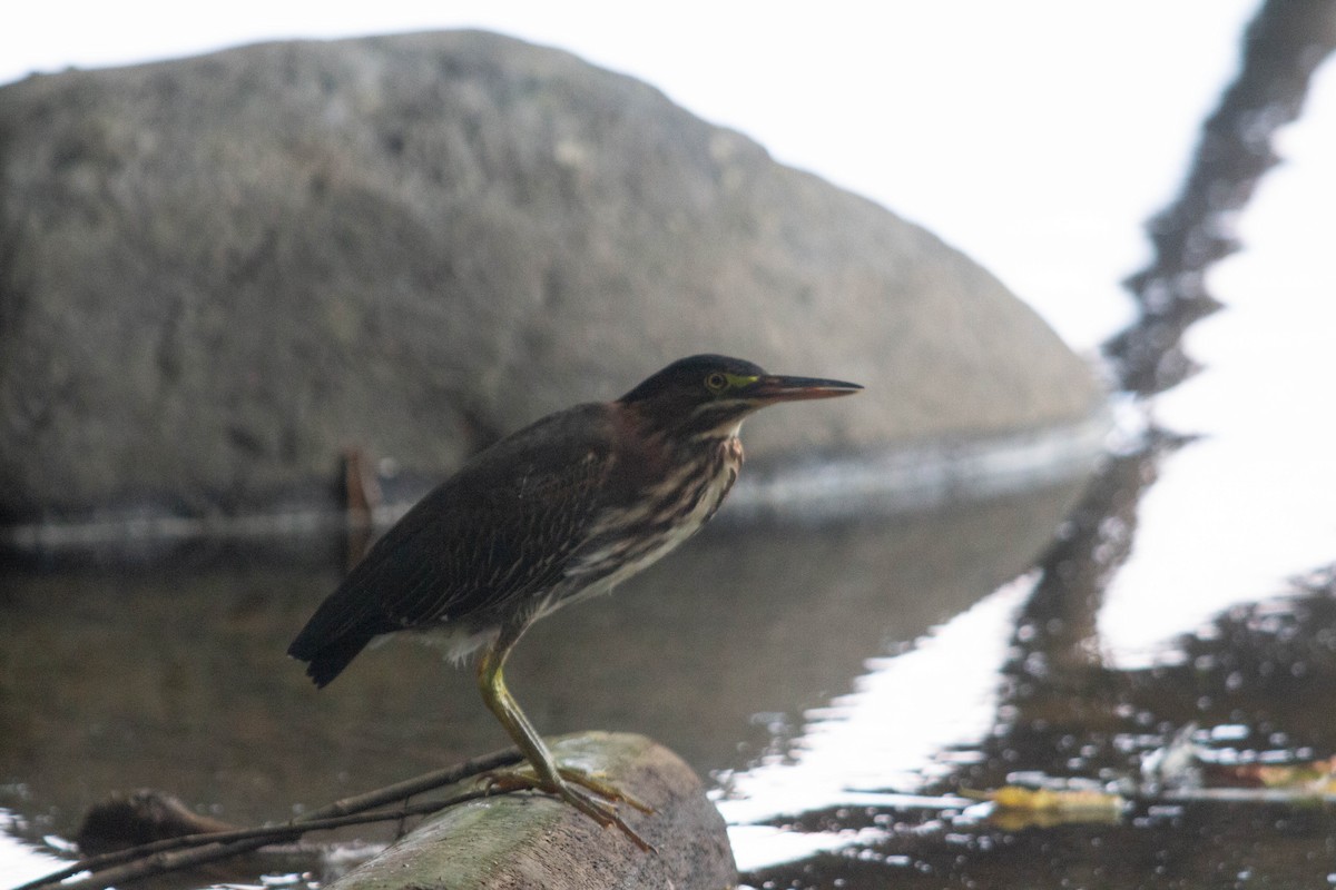 Green Heron - ML639970644