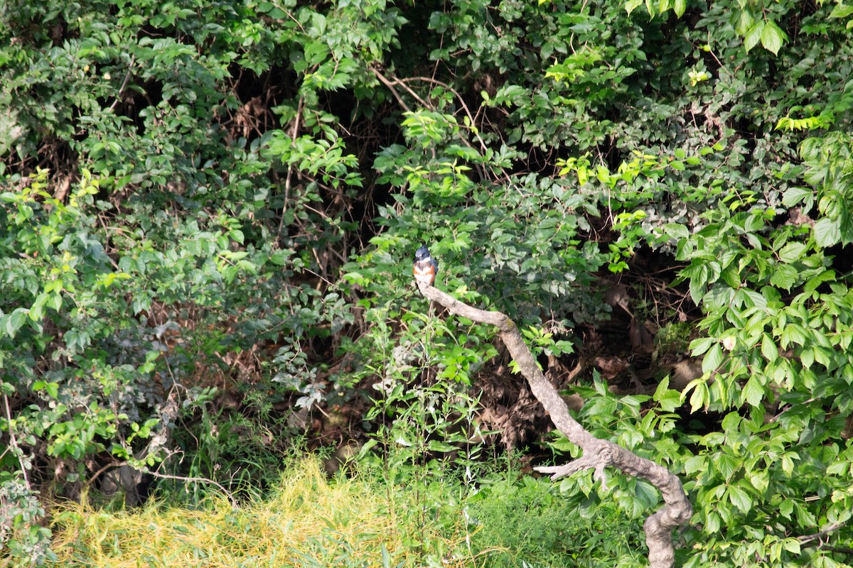 Belted Kingfisher - ML639970650