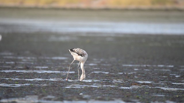 Chilean Flamingo - ML639970752