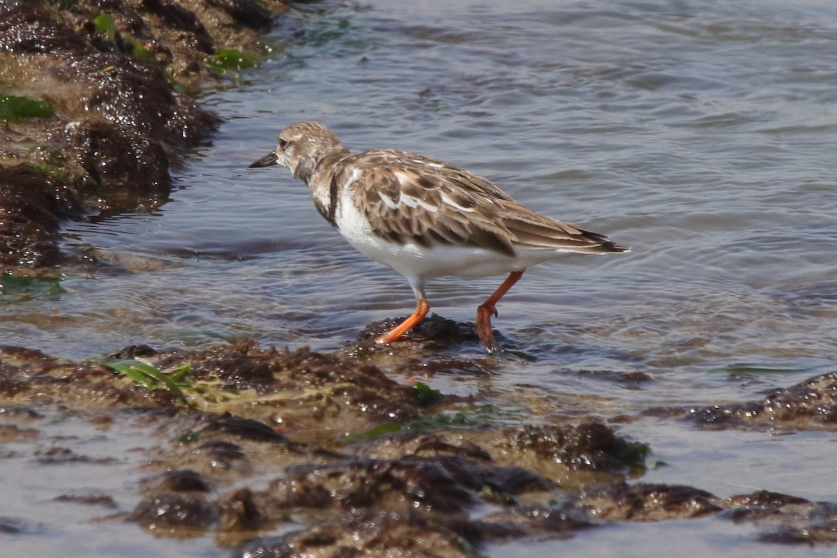 Алаг хайргач - ML639970755