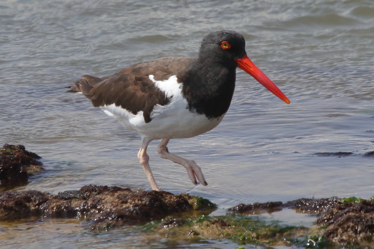 American Oystercatcher - ML639970764