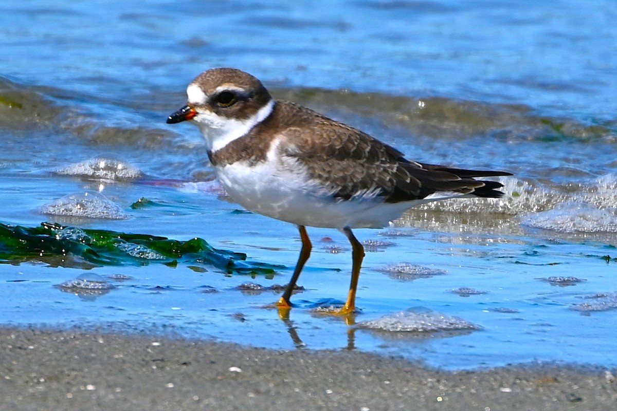 Semipalmated Plover - ML639970776