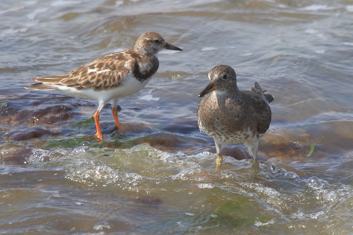Алаг хайргач - ML639970777