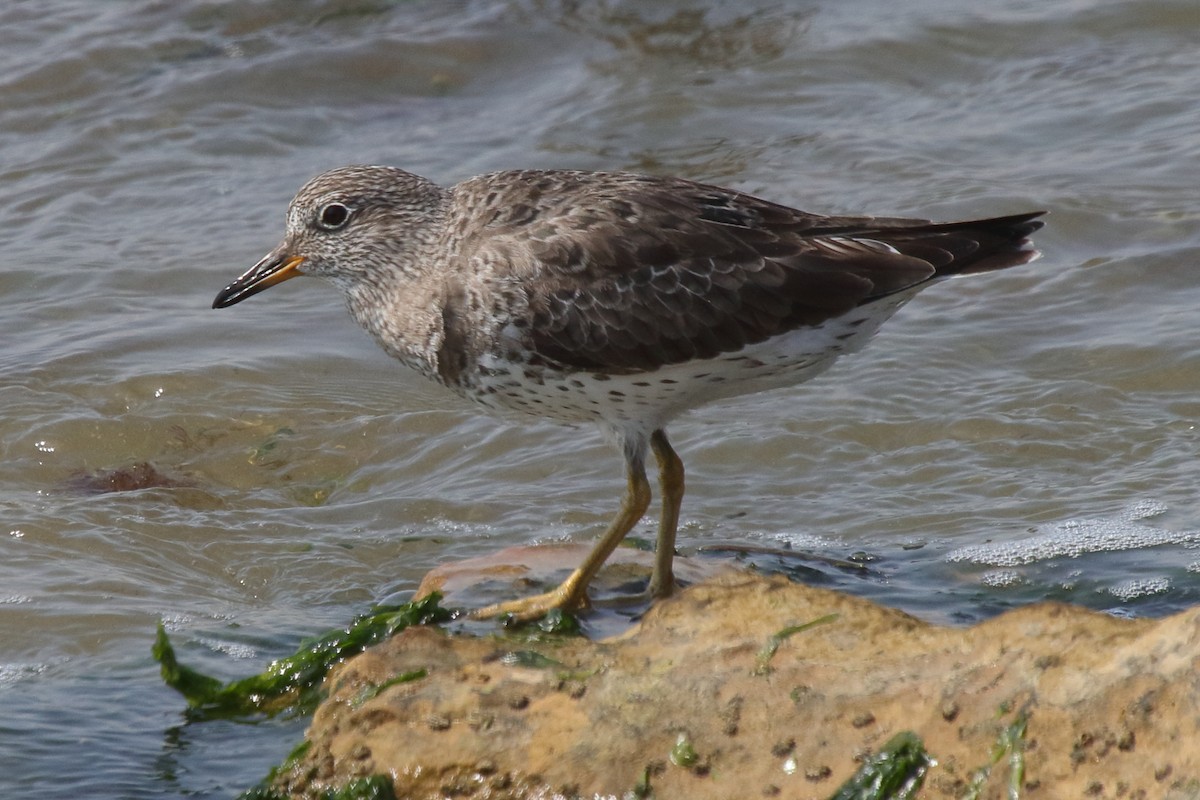 Surfbird - ML639970780