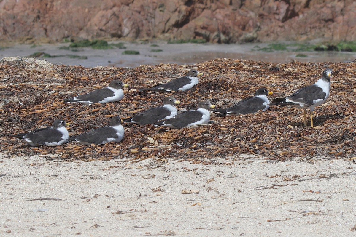 Belcher's Gull - ML639970791