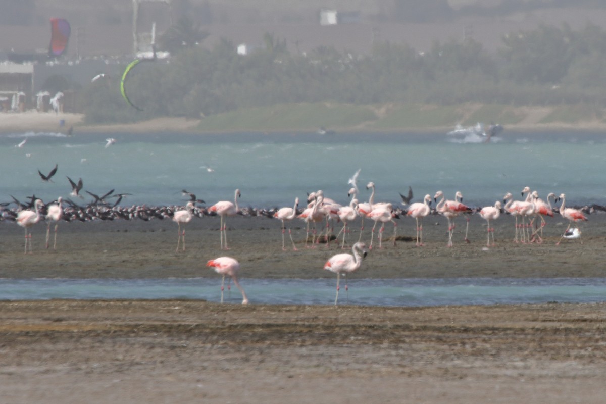 Chilean Flamingo - ML639970827