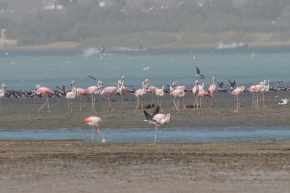 Chilean Flamingo - ML639970829