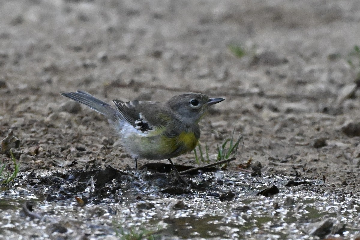 Pine Warbler - ML639970881