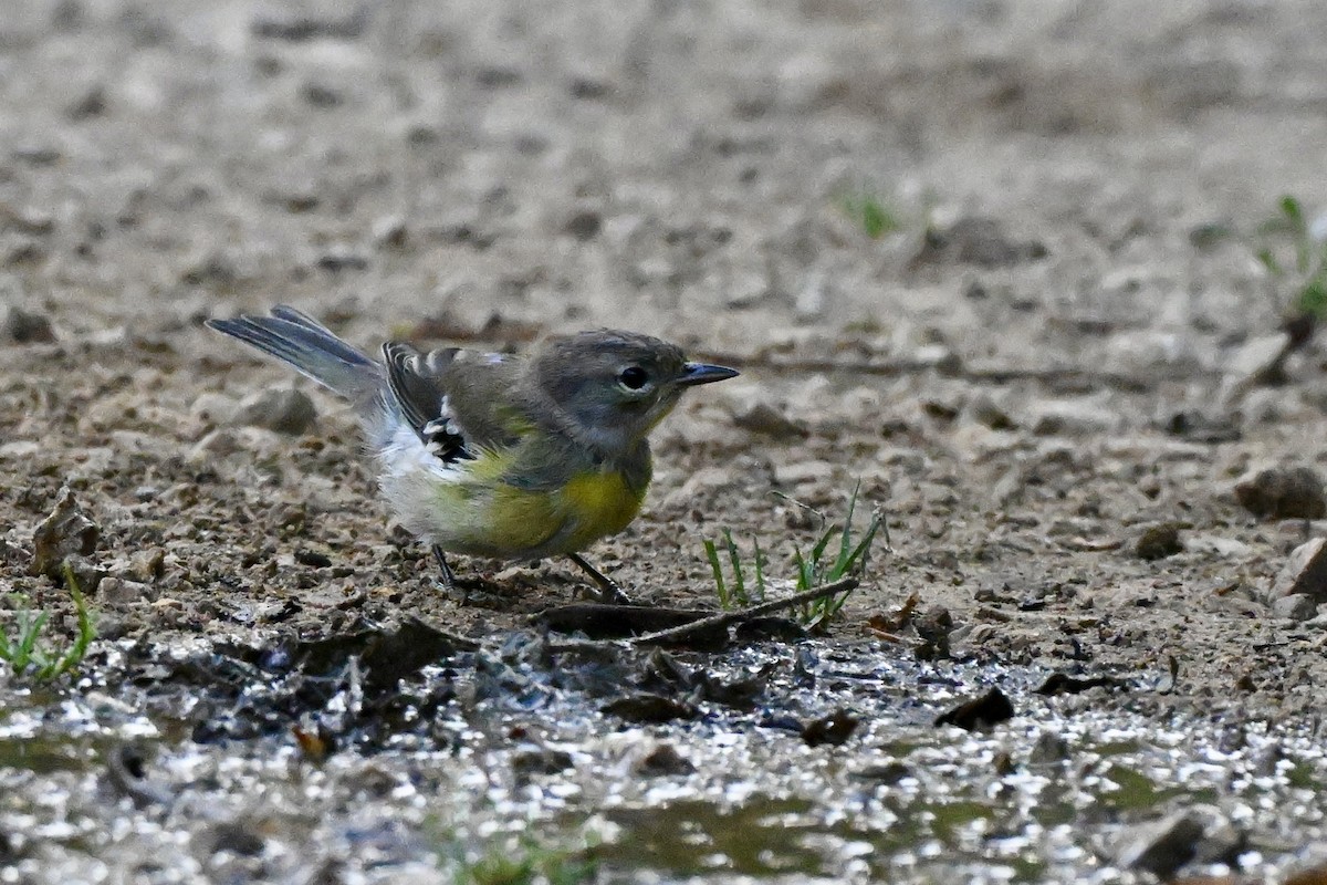 Pine Warbler - ML639970882