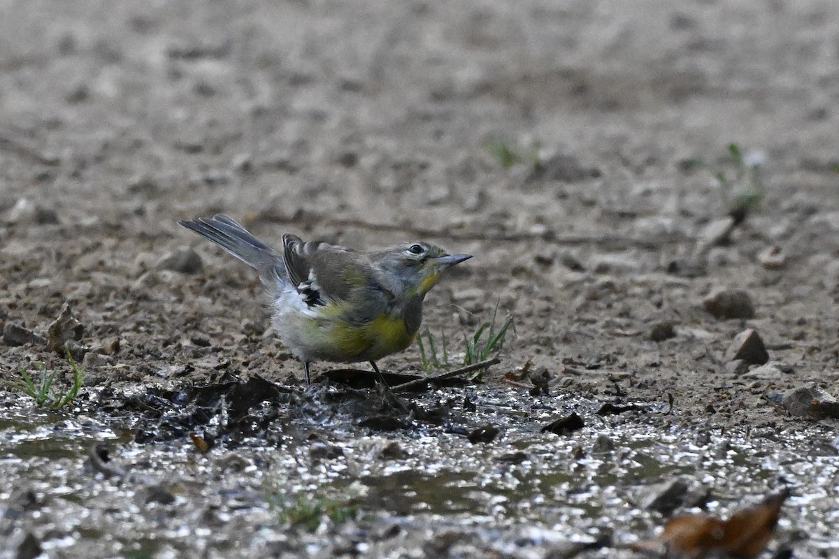 Pine Warbler - ML639970883