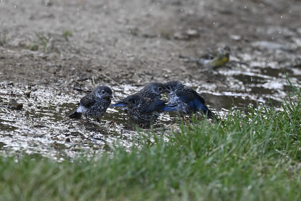 Eastern Bluebird - ML639970891