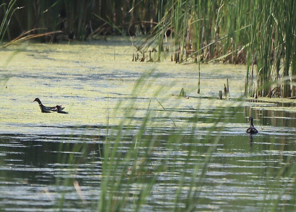 Common Gallinule - ML639970901
