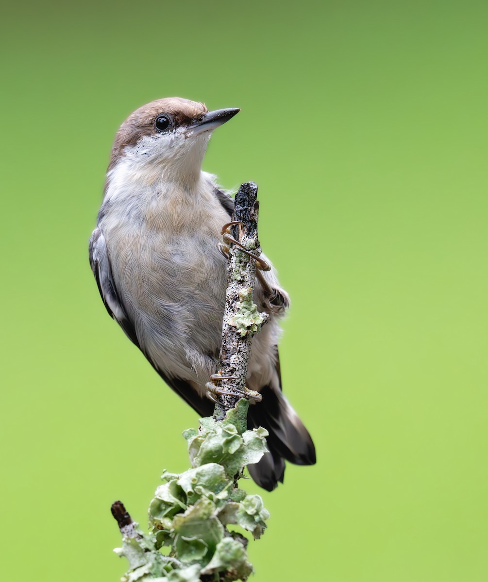 Brown-headed Nuthatch - ML639970903