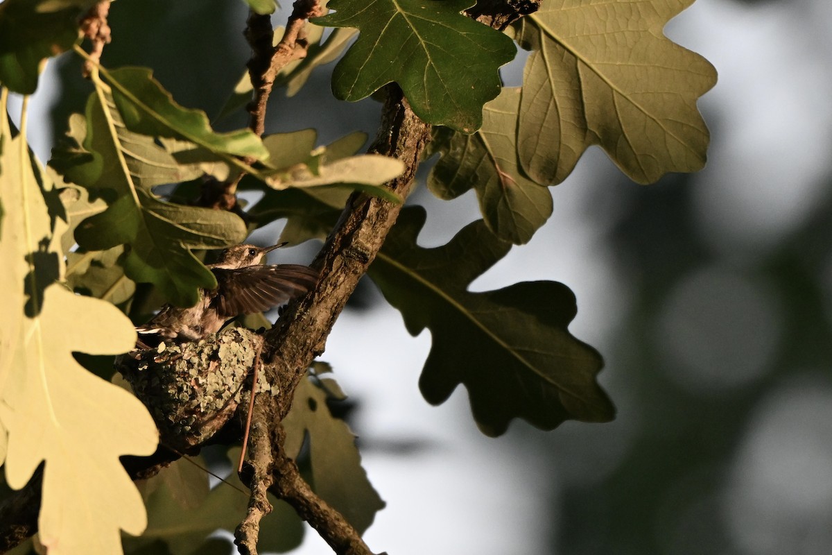Ruby-throated Hummingbird - ML639970990