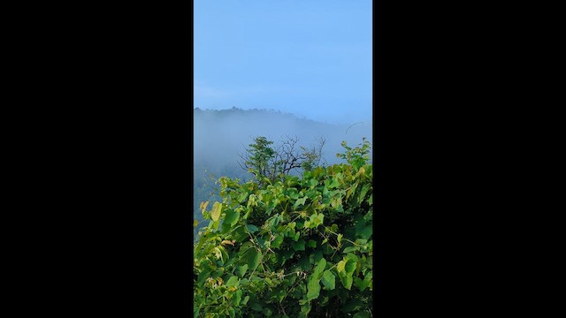 Jungle Prinia - ML639971019