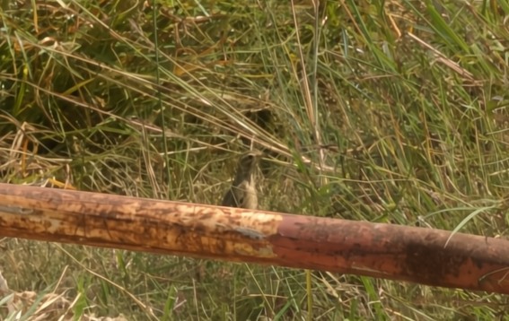 Paddyfield Pipit - ML639971032