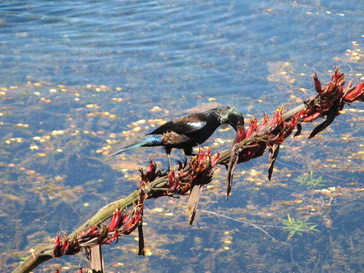 Tui - ML639971095