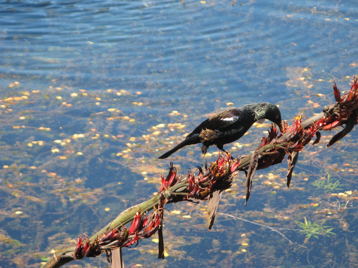 Tui - ML639971096