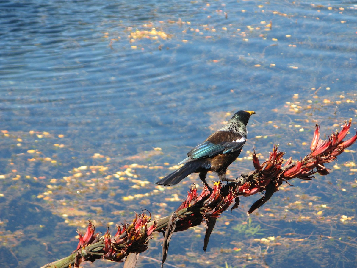 Tui - ML639971097