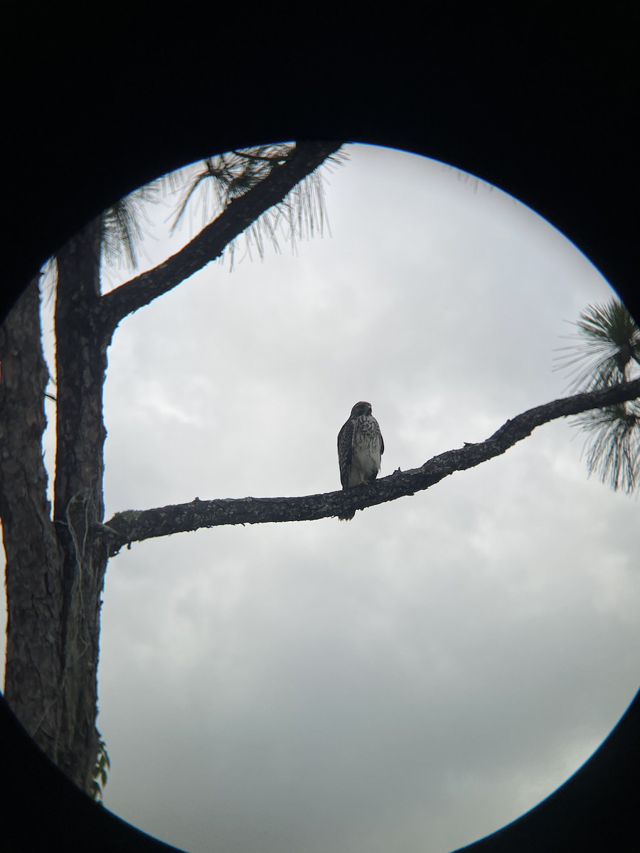 Red-shouldered Hawk - ML639971113