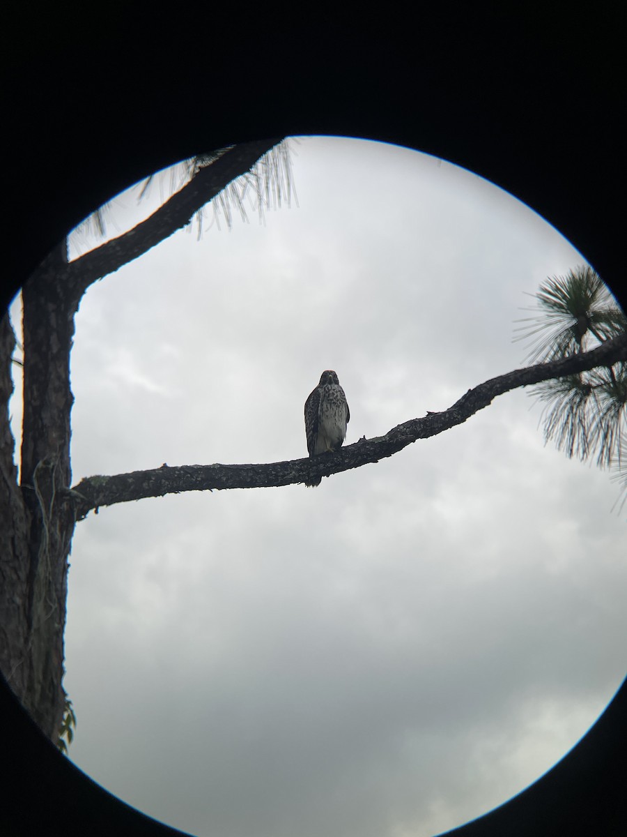Red-shouldered Hawk - ML639971114