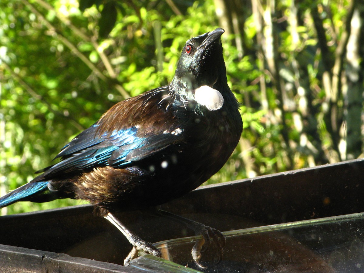 New Zealand Bellbird - ML639971120