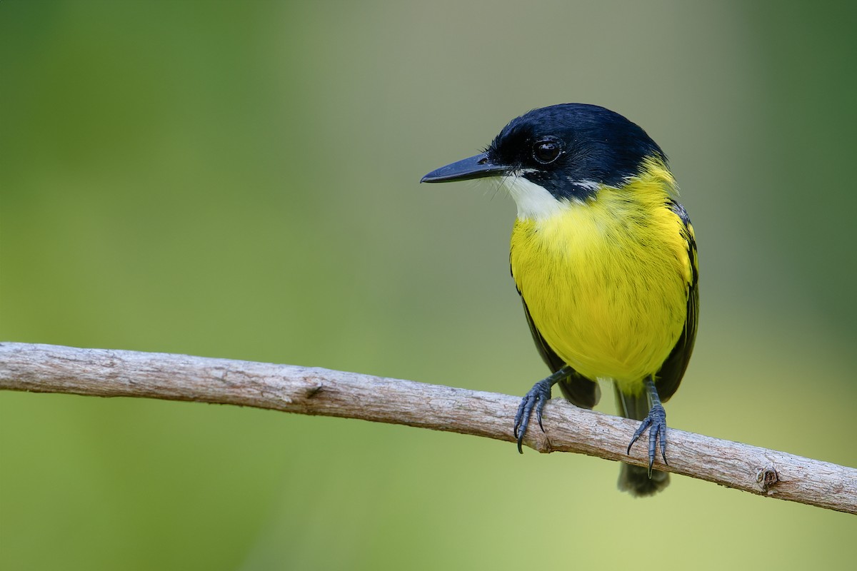 Black-headed Tody-Flycatcher - ML639971141
