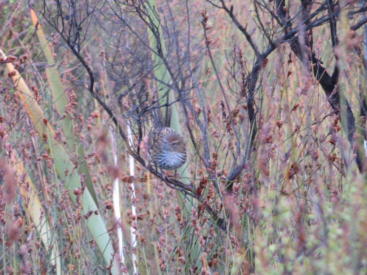 New Zealand Fernbird - ML639971142