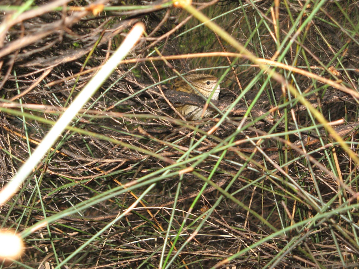 New Zealand Fernbird - ML639971143