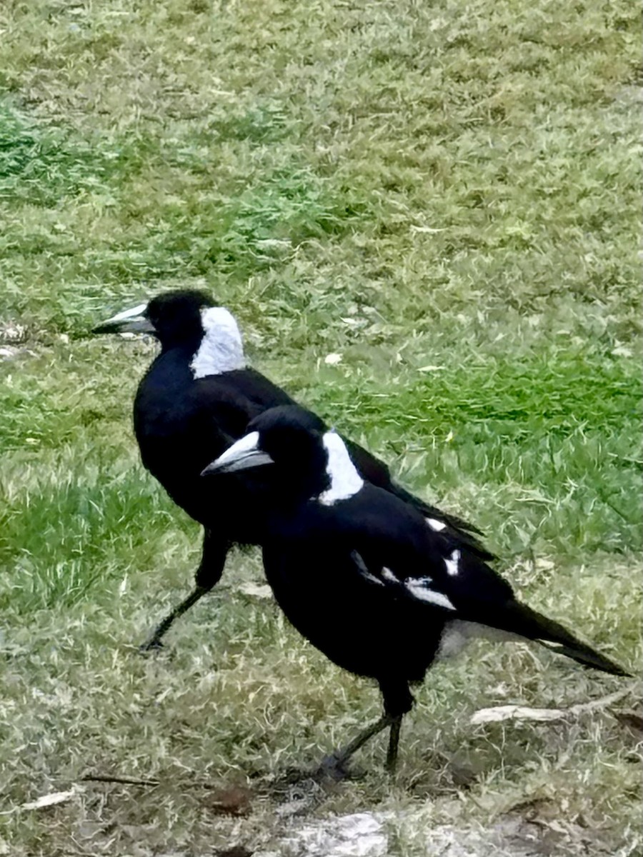 Australian Magpie - ML639971170