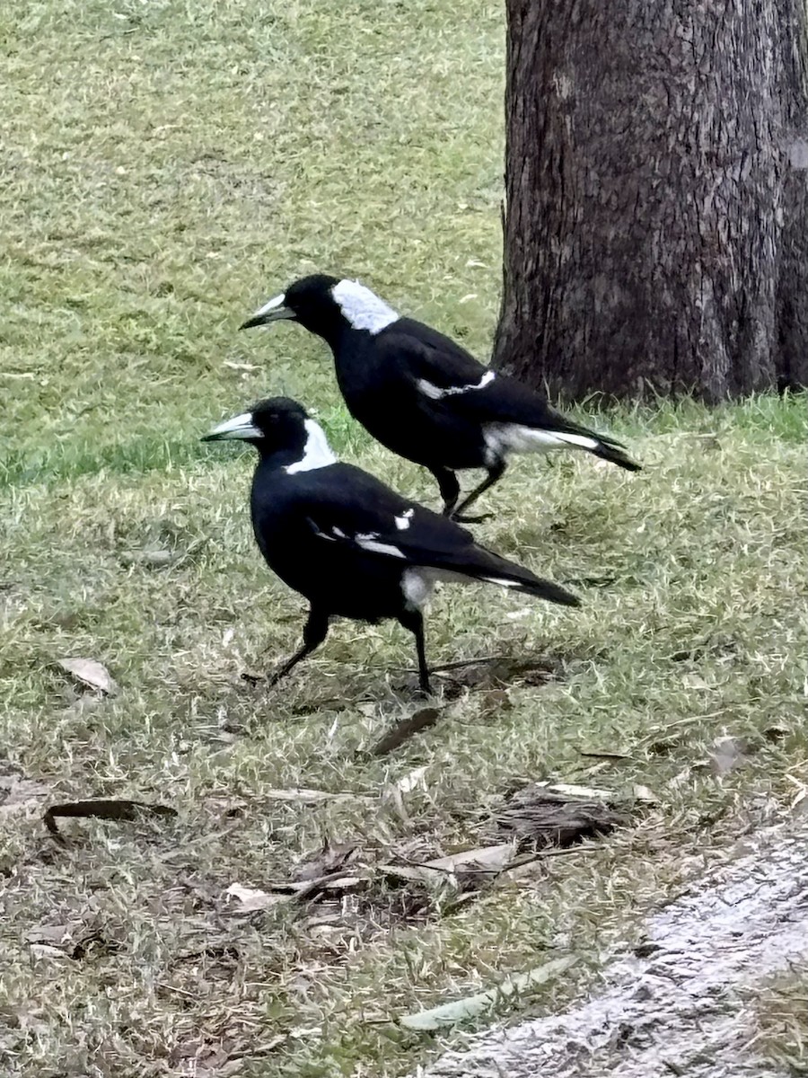Australian Magpie - ML639971171