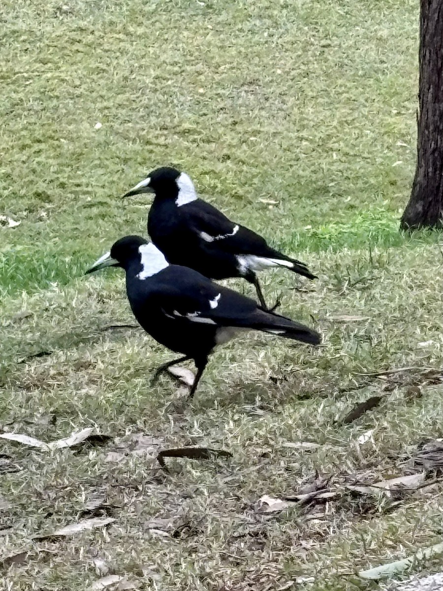 Australian Magpie - ML639971172