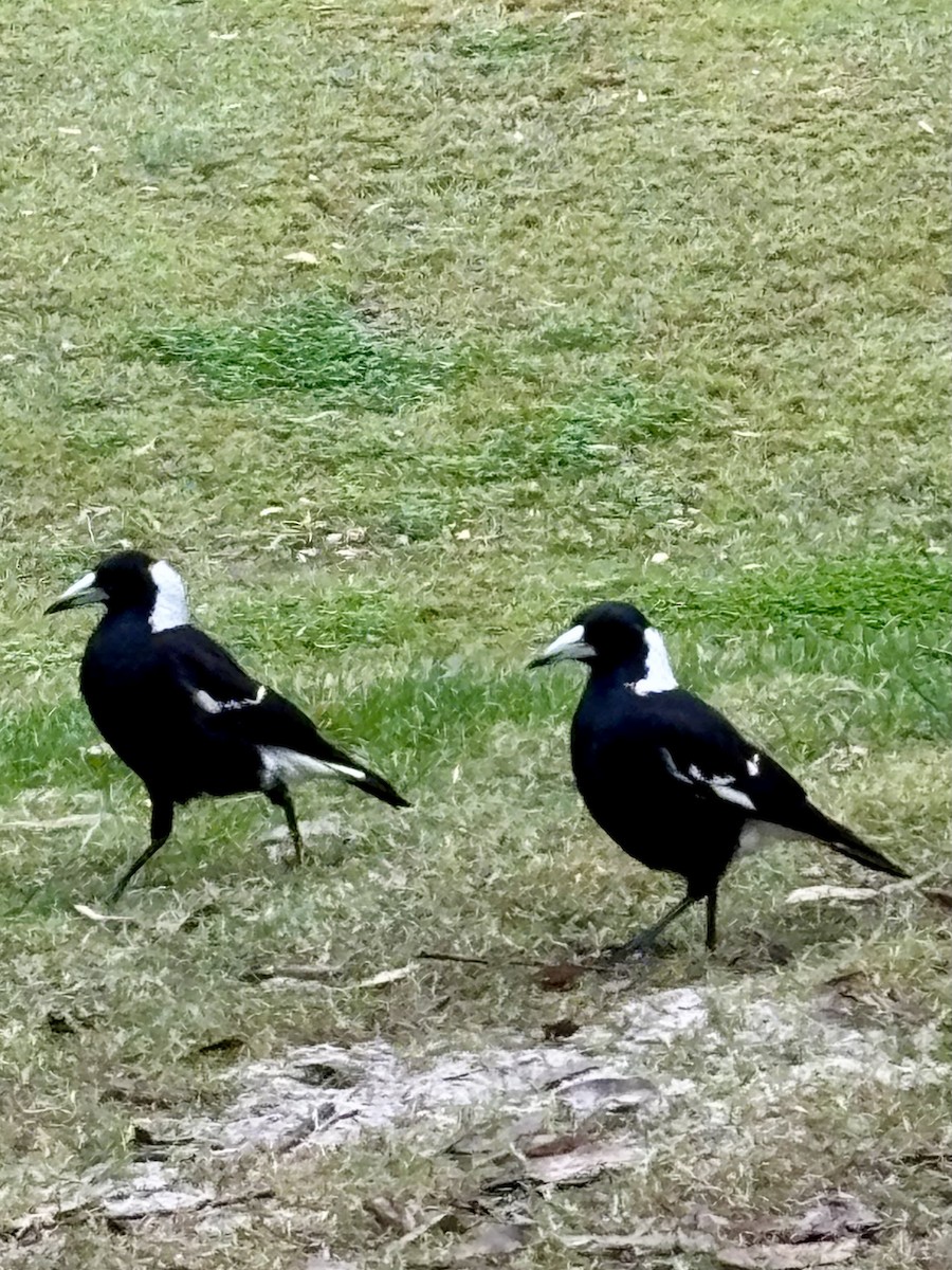 Australian Magpie - ML639971173