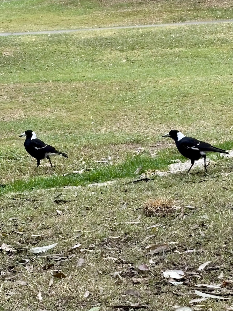 Australian Magpie - ML639971175