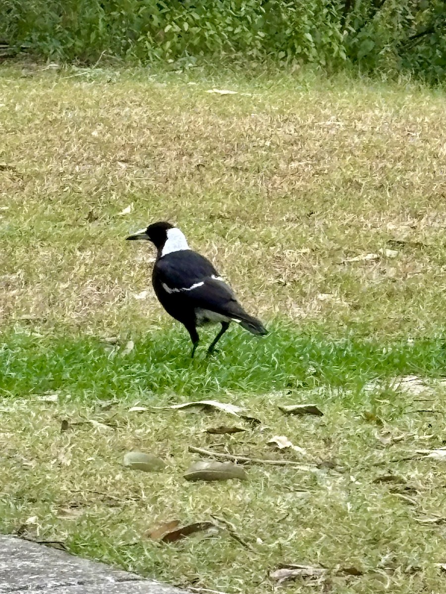 Australian Magpie - ML639971176