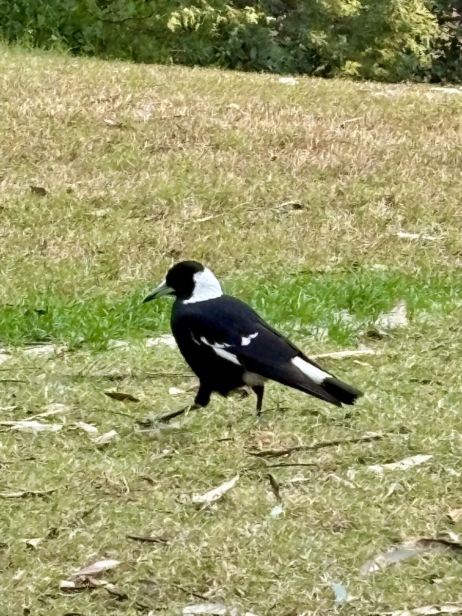 Australian Magpie - ML639971177