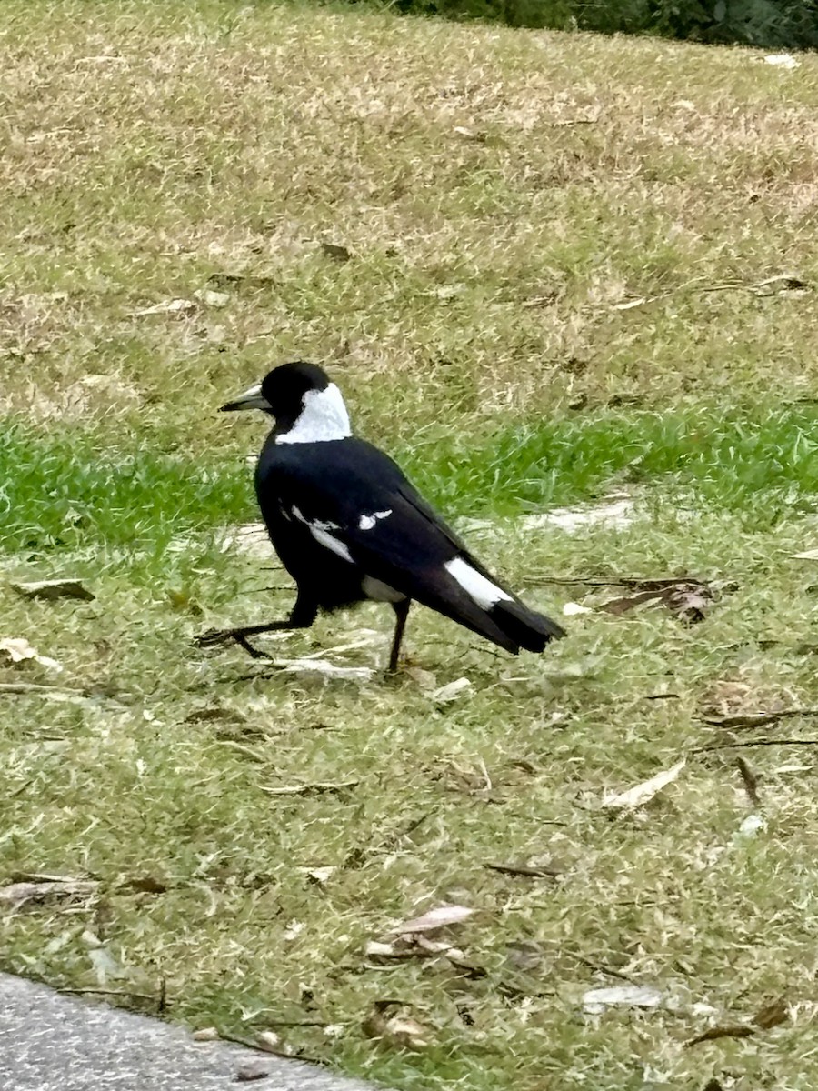 Australian Magpie - ML639971178