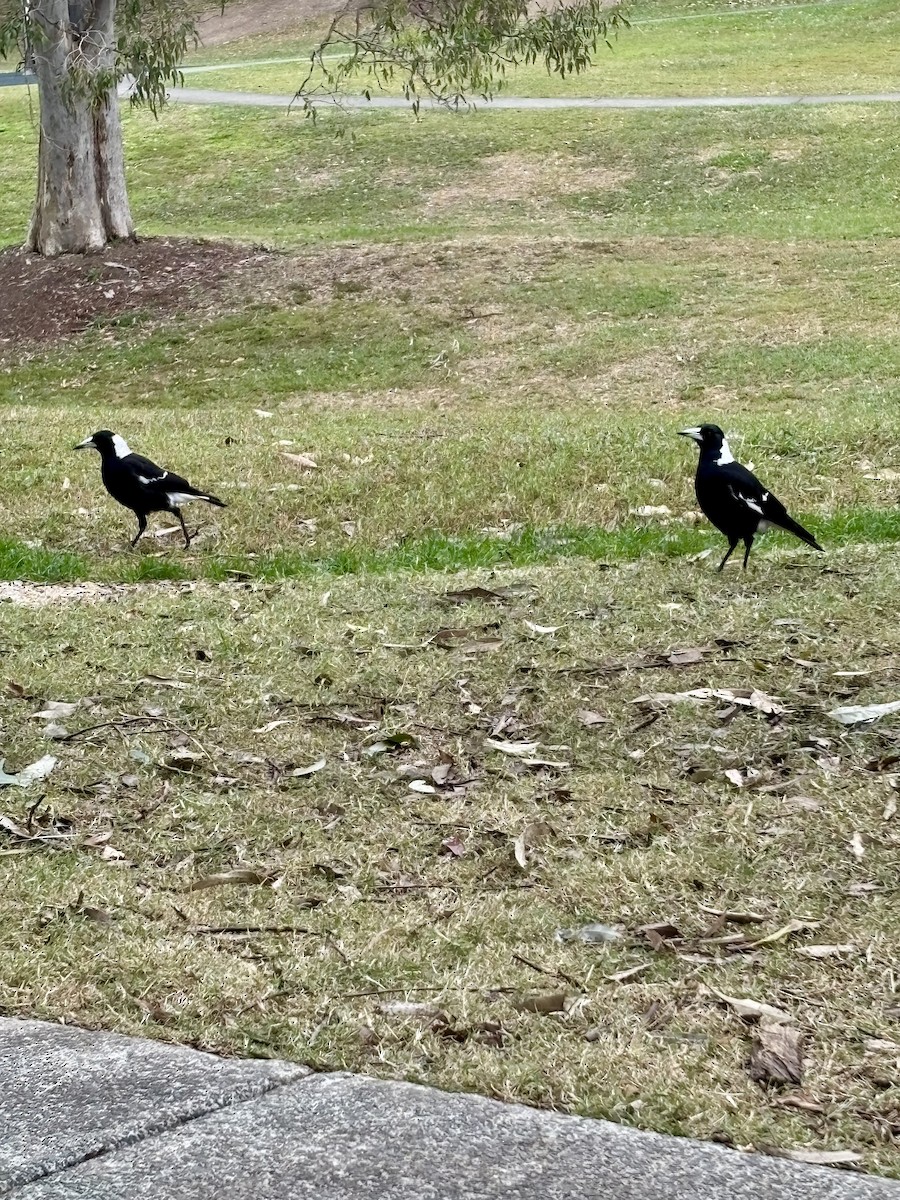 Australian Magpie - ML639971180