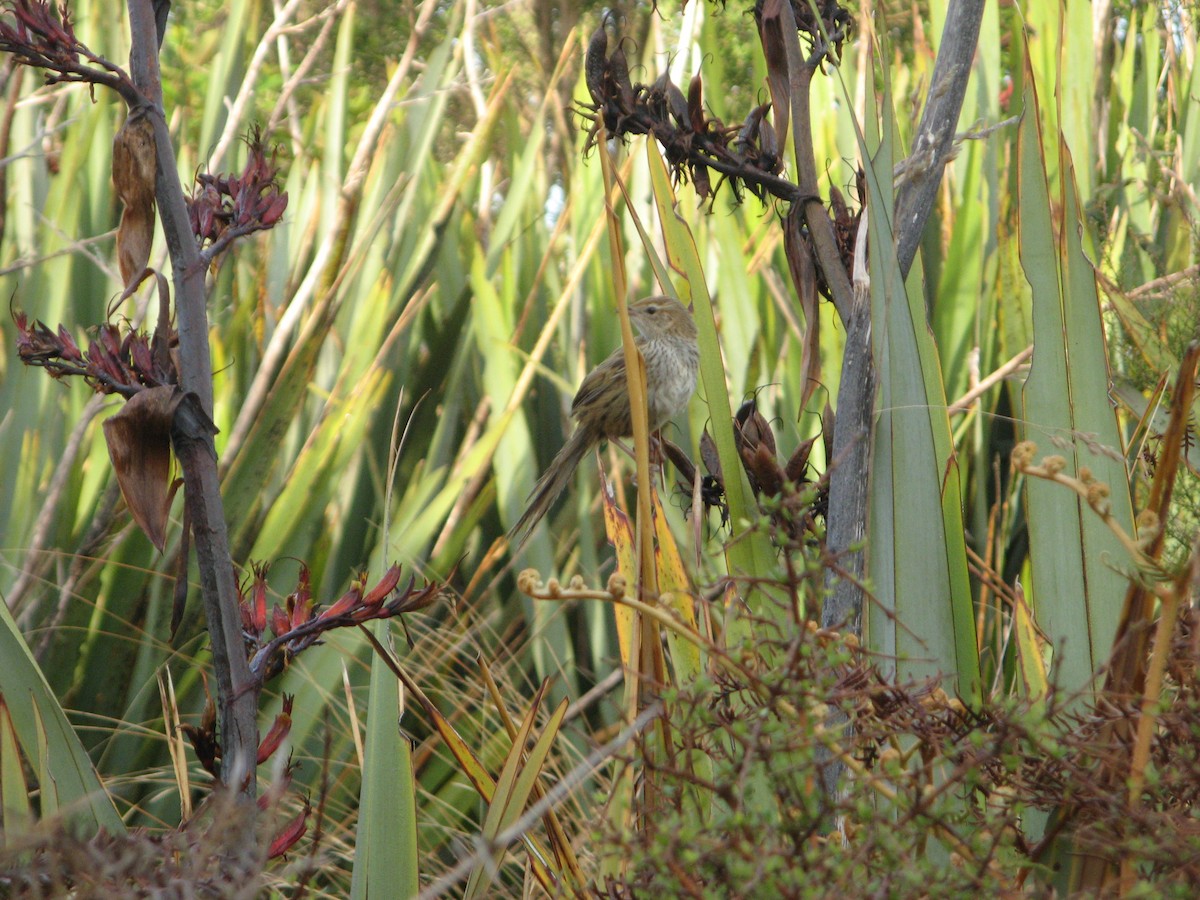 New Zealand Fernbird - ML639971187