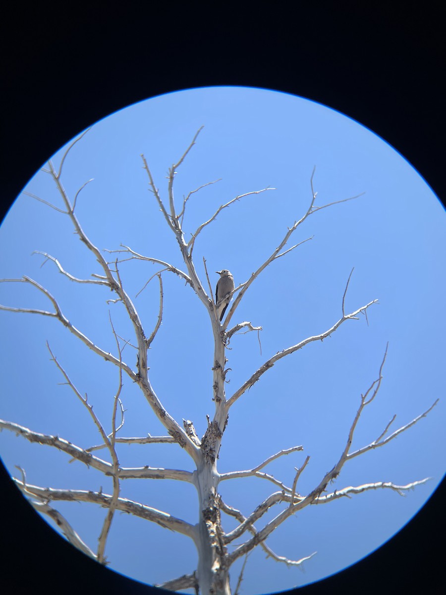 Clark's Nutcracker - ML639971213