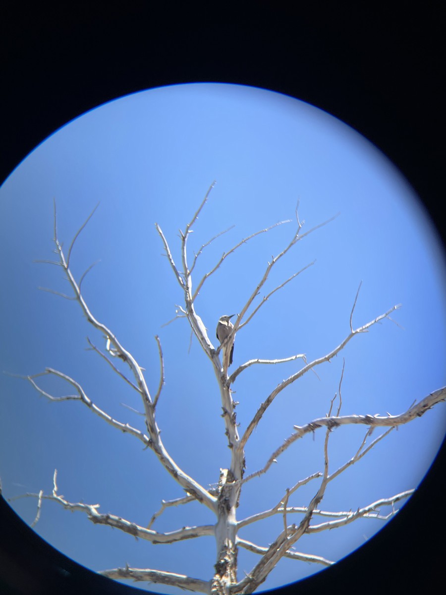 Clark's Nutcracker - ML639971214