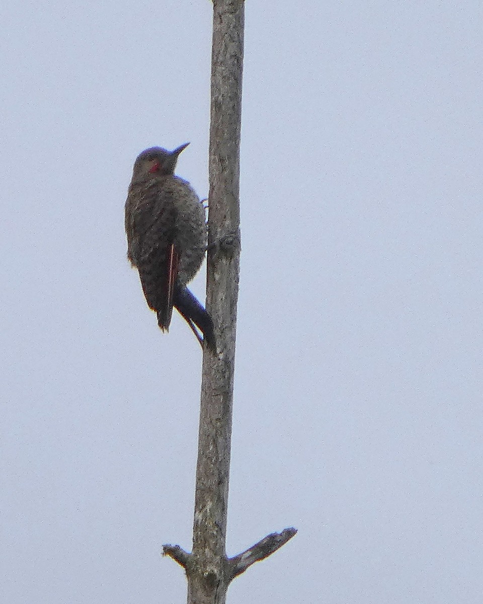 Northern Flicker - ML639971217