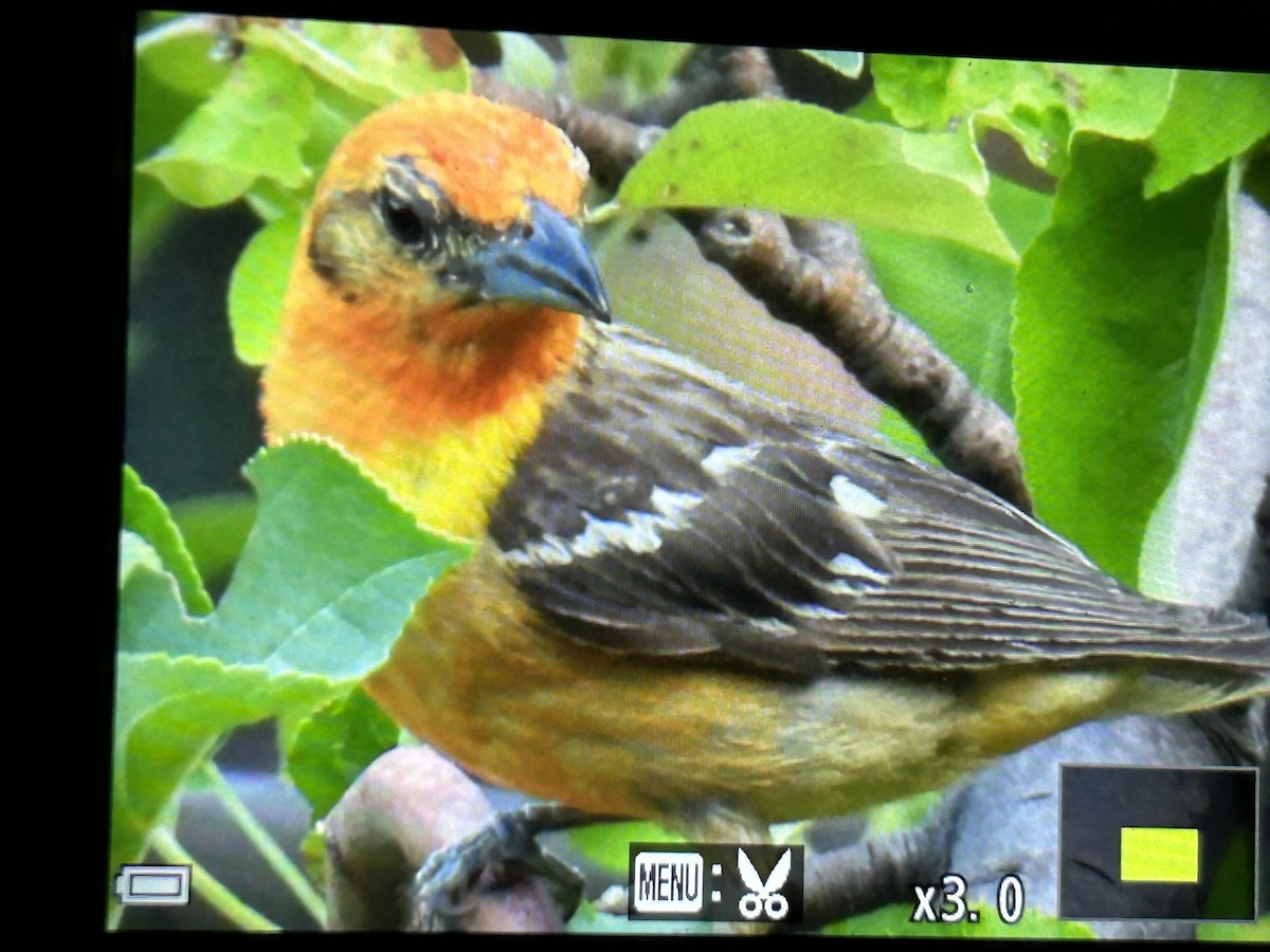 Flame-colored Tanager - ML639971236