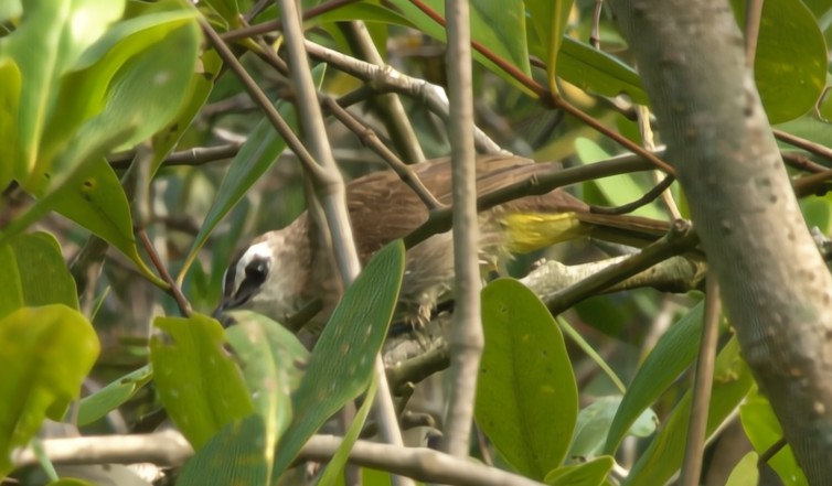 Yellow-vented Bulbul - ML639971251